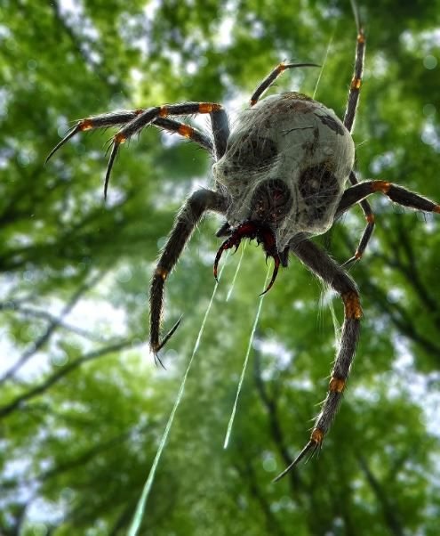 halloween spider.jpg